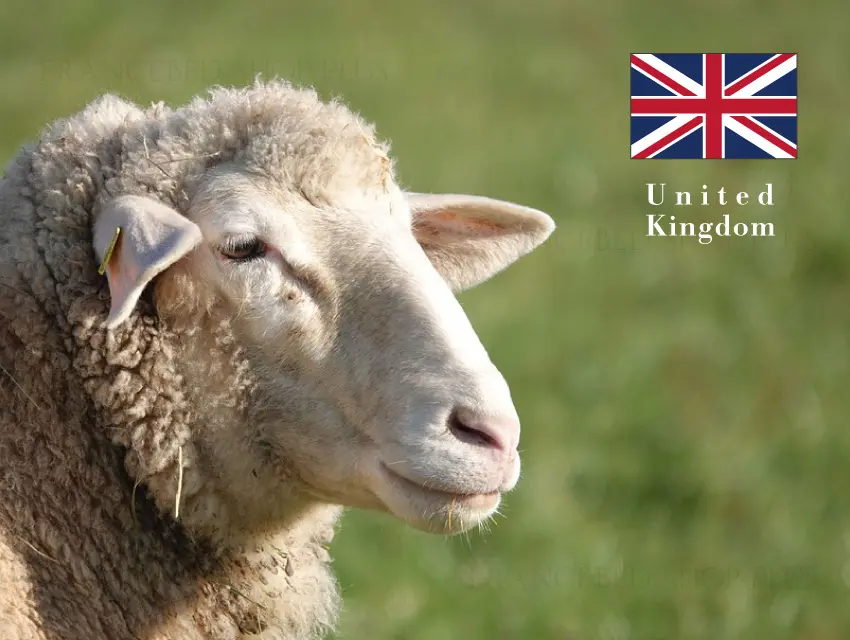 高級寝具の証である英国製羊毛わた使用。世界の稀少な羊毛