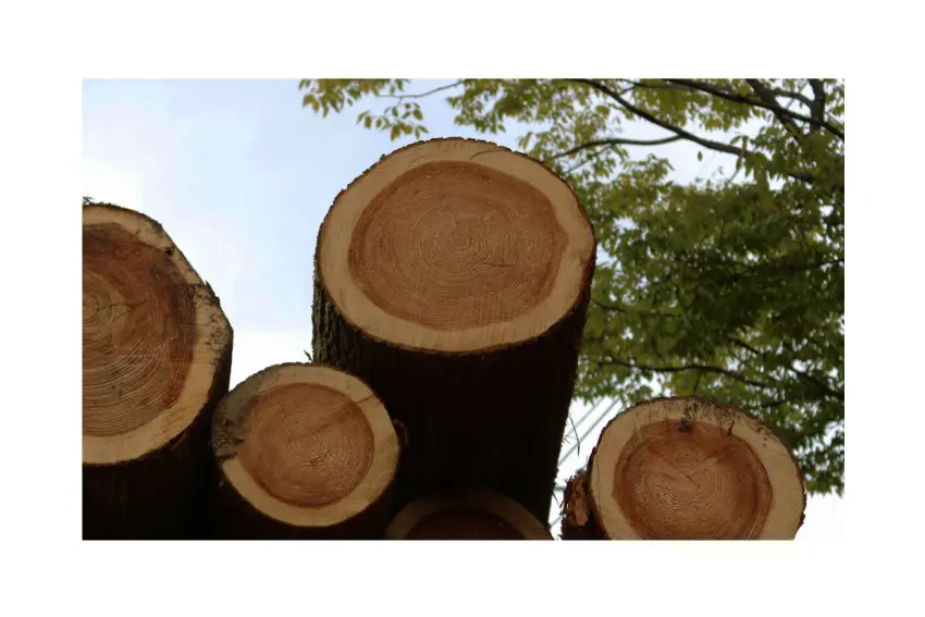 天然木ウォールナットの突板使用