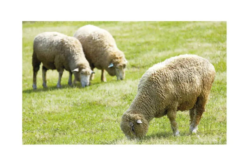 羊毛綿の羊が牧場に放たれているイメージ画像