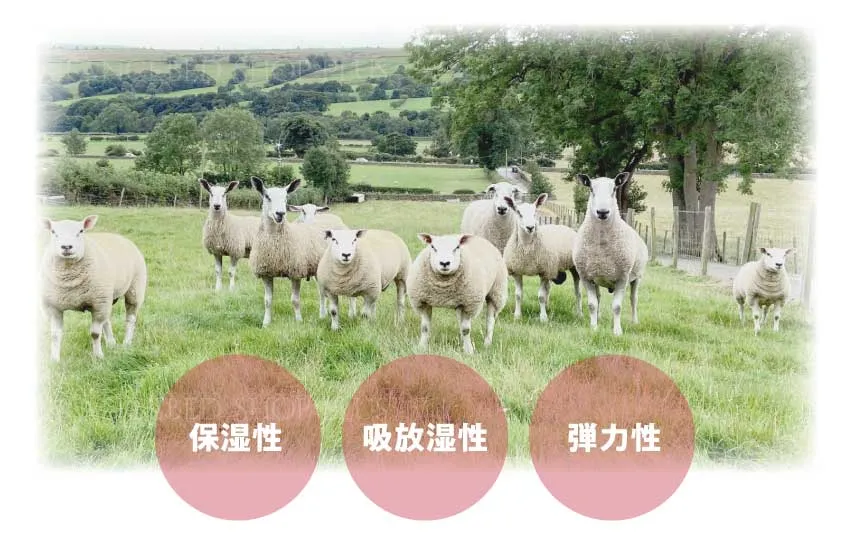 フランス産の羊